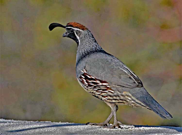 quail